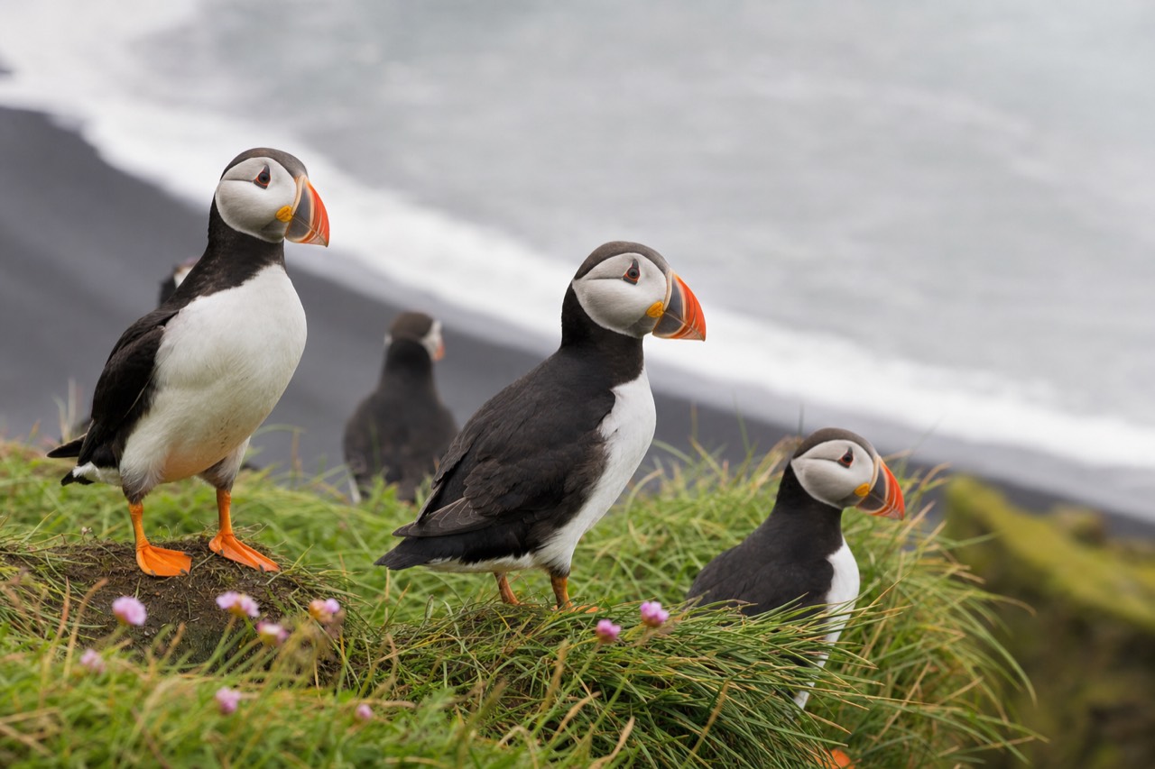 Atlantic puffins on the grassy clifftop at Dyrholaey above the black sand coast near Reynisfjara